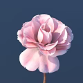 Single Beautiful Pink Flower With Soft Petals Against Dark Blue Background 3d model