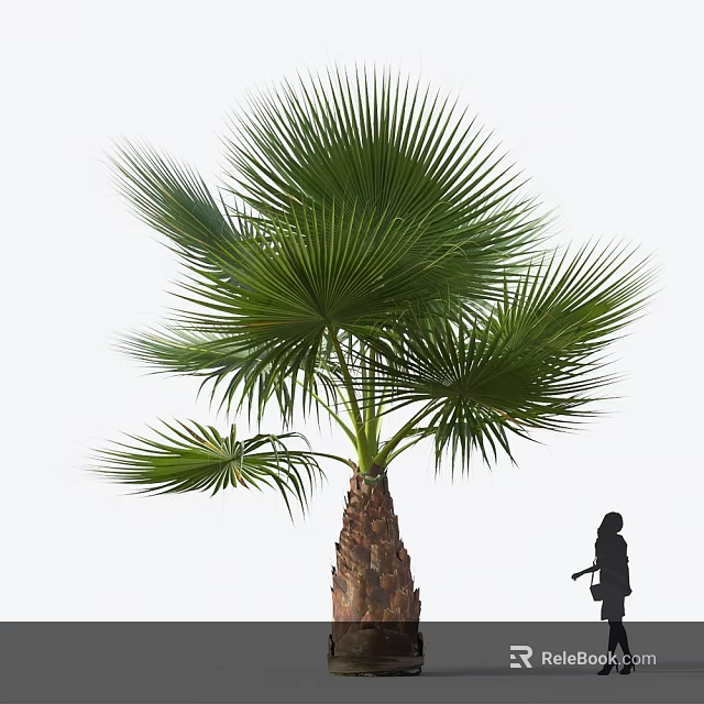Tall Palm Tree with Large Green Fronds Brown Trunk and Silhouette for Scale 3d model 