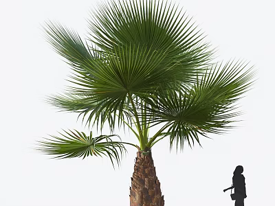 Tall Palm Tree with Large Green Fronds Brown Trunk and Silhouette for Scale 3d model