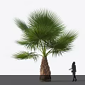 Tall Palm Tree with Large Green Fronds Brown Trunk and Silhouette for Scale