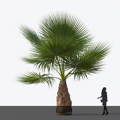 Tall Palm Tree with Large Green Fronds Brown Trunk and Silhouette for Scale 3d model