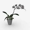 Elegant White Orchid Plant In White Ceramic Pot With Green Leaves