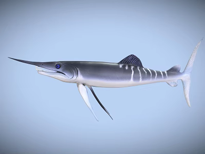 Swordfish With Long Bill Blue Eyes Silver Body White Stripes And Dorsal Fin 3d model