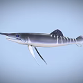Swordfish With Long Bill Blue Eyes Silver Body White Stripes And Dorsal Fin