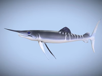 Swordfish With Long Bill Blue Eyes Silver Body White Stripes And Dorsal Fin 3d model
