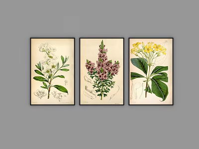 Three Different Botanical Prints with Floral Designs and Black Frames for Home Wall Art 3d model