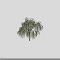 Weeping Willow Trees with Lush Green Drooping Branches and Silhouette Figures in Outdoor Scene