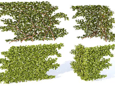 Lush Green Decorative Vines With Dense Leaves In Various Natural Shapes And Forms 3d model