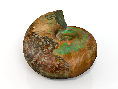 Ancient Ammonite Fossil With Colorful Spiral Shell And Iridescent Surface On White Background 3d model