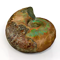 Ancient Ammonite Fossil With Colorful Spiral Shell And Iridescent Surface On White Background