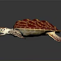 Colorful Sea Turtle With Red Purple Patterned Shell And Spotted Flippers On Black Background