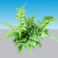 Vibrant Green Fern Shrub Featuring Lush Feathery Leaves on Blue Backdrop