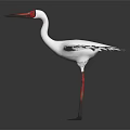 White Crane with Spread Wings Red Head Red Legs and White Feathers on Dark Background