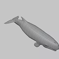 Realistic 3D Whale Model With Open Mouth Sharp Teeth And Dark Background 3d model