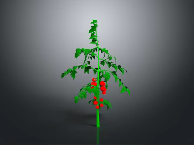 Healthy Tomato Plant with Green Stem Leaves and Red Ripe Tomatoes on Gray Background 3d model