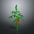 Healthy Tomato Plant with Green Stem Leaves and Red Ripe Tomatoes on Gray Background