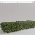 Green Shrub Hedge Well Trimmed for Garden Landscaping Outdoor Decoration Design