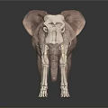 Realistic Elephant 3D Model With Long Tusks Large Ears And Trunk On Black Background