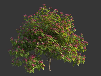 Beautiful Flowering Shrub With Lush Green Leaves And Pink Blossoms 3d model