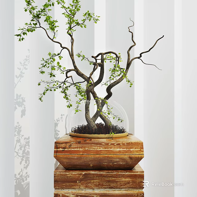 Bonsai Plant With Curved Branches Green Leaves In Glass Dome On Wooden Base 3d model 