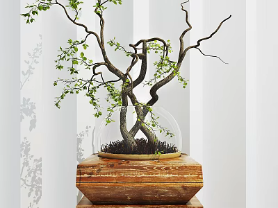 Bonsai Plant With Curved Branches Green Leaves In Glass Dome On Wooden Base 3d model