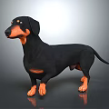 3D Rendered Realistic Black and Tan Dachshund Standing on Shiny Floor with Gray Background