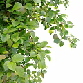Two Tall Arbor Trees With Vibrant Green Foliage And Healthy Growth