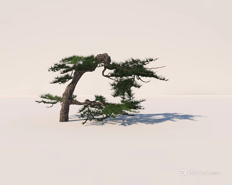 Graceful Pine Tree With Curved Trunk Green Pine Needles And Shadow On White Background 3d model