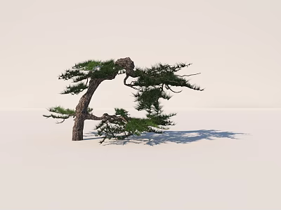 Graceful Pine Tree With Curved Trunk Green Pine Needles And Shadow On White Background 3d model