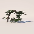Graceful Pine Tree With Curved Trunk Green Pine Needles And Shadow On White Background 3d model