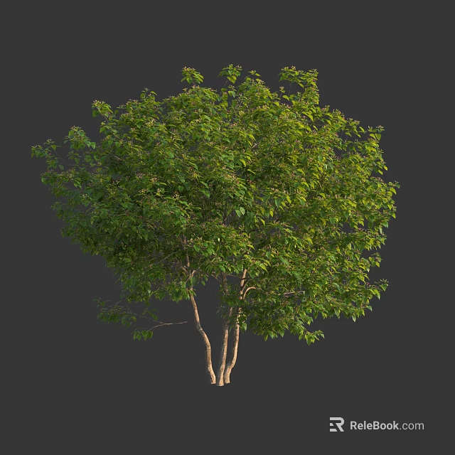 Lush Green Arbor With Twin Trunks And Dense Foliage Isolated On Gray Background 3d model 