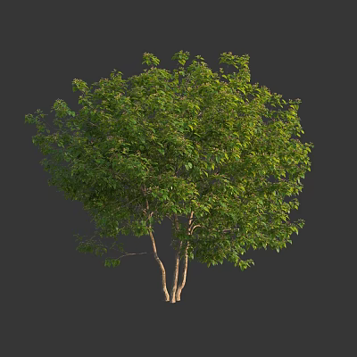 Lush Green Arbor With Twin Trunks And Dense Foliage Isolated On Gray Background 3d model