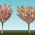 Two Flowering Trees with Pink Blossoms Standing on Green Grass under Blue Sky