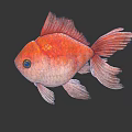 Red and White Goldfish With Golden Scales Yellow Eyes Fins Tail Against Light Gray Background