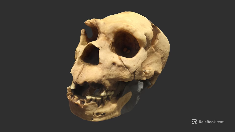 Human Skull Anatomical Structure Featuring Eye Sockets Teeth And Natural Texture 3d model