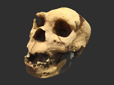 Human Skull Anatomical Structure Featuring Eye Sockets Teeth And Natural Texture 3d model
