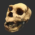 Human Skull Anatomical Structure Featuring Eye Sockets Teeth And Natural Texture 3d model