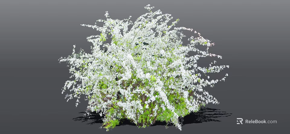 Lush Green Bush With Abundant White Small Flowers In Full Bloom 3d model 