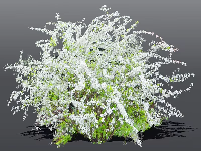 Lush Green Bush With Abundant White Small Flowers In Full Bloom 3d model