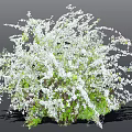 Lush Green Bush With Abundant White Small Flowers In Full Bloom