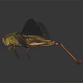 Grasshopper With Green And Yellow Body Transparent Wings And Red Legs On Dark Background