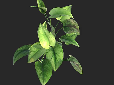 Lush Variegated Pothos Plant With Heart Shaped Green Leaves And Trailing Vines 3d model