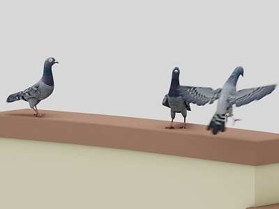 Modern Pigeon Fall Animation 3d model