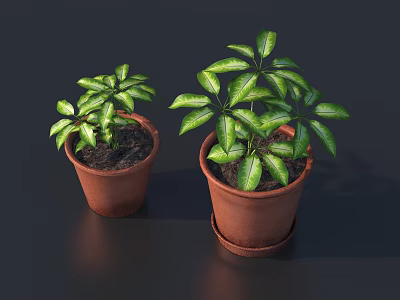 Two Potted Green Leafy Plants in Terracotta Pots on Dark Surface 3d model