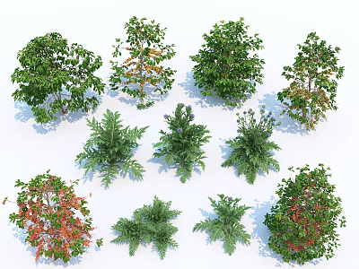 Different Types of Arbor Trees With Green Red Foliage And Leaf Shapes 3d model