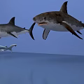 Hammerhead shark great white shark marine animal 3d model
