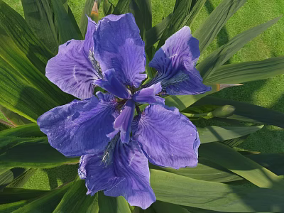 Purple Iris Flower With Green Leaves On Green Grass Background 3d model