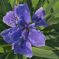 Purple Iris Flower With Green Leaves On Green Grass Background