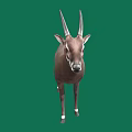 Brown Antelope With Long Horns And White Feet Standing On Green Background