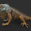 Close Up Of Green Iguana With Spiked Back Open Mouth And Scaly Skin